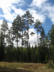 Valaam2006 125.jpg