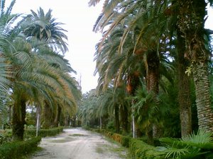 palm3.jpg