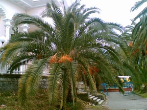 palm1.jpg