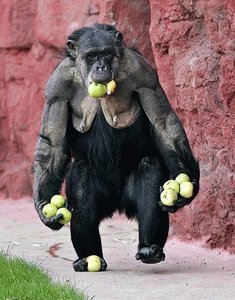 643-monkey-loves-apples.jpg