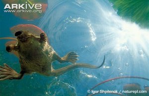 Russian-desman-hunting-underwater-ventral-view.jpg