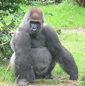 275px-Male_silverback_Gorilla.jpg