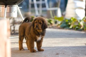 Dogs (1)-min.jpg