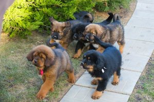 Dogs (2)-min.jpg