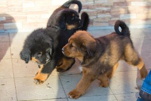 Dogs (6)-min.jpg