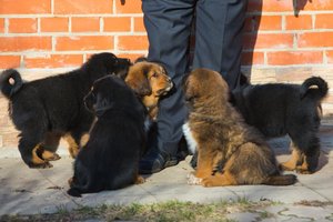 Dogs (8)-min.jpg