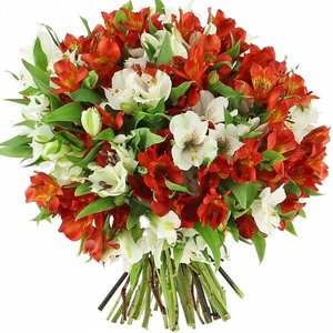 70_jf_fl_1163_bouquet_red_white_alstroemerias_2019-10-16_14-07-42.jpg