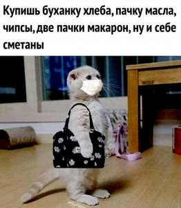 котЭ.jpg