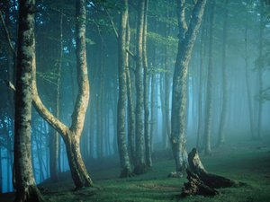 Irati Forest, Navarre, Spain.jpg