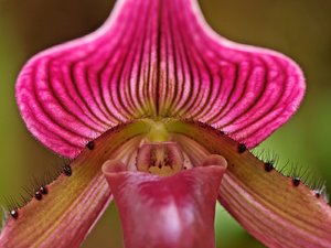 Ladyslipper Orchid.jpg